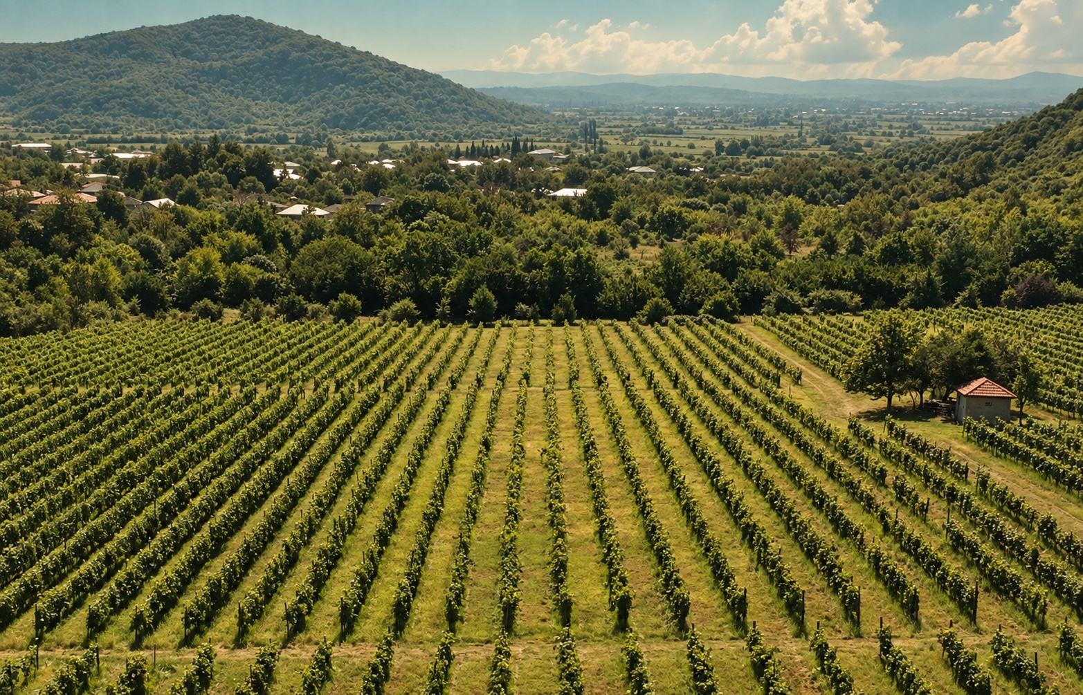 Maghraani vineyard, Kakheti