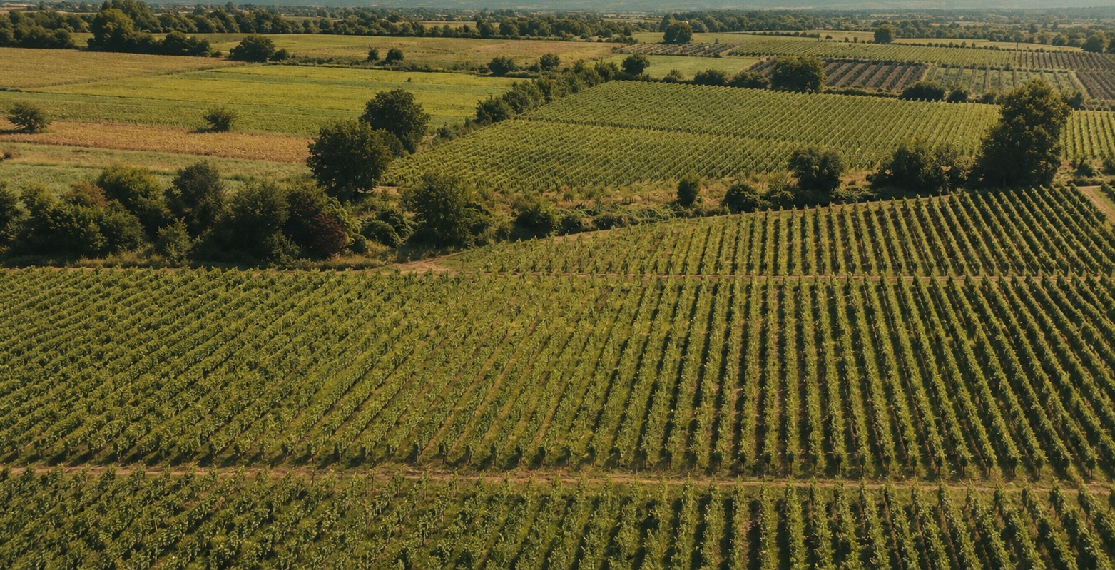 Mukuzani vineyard, Kakheti