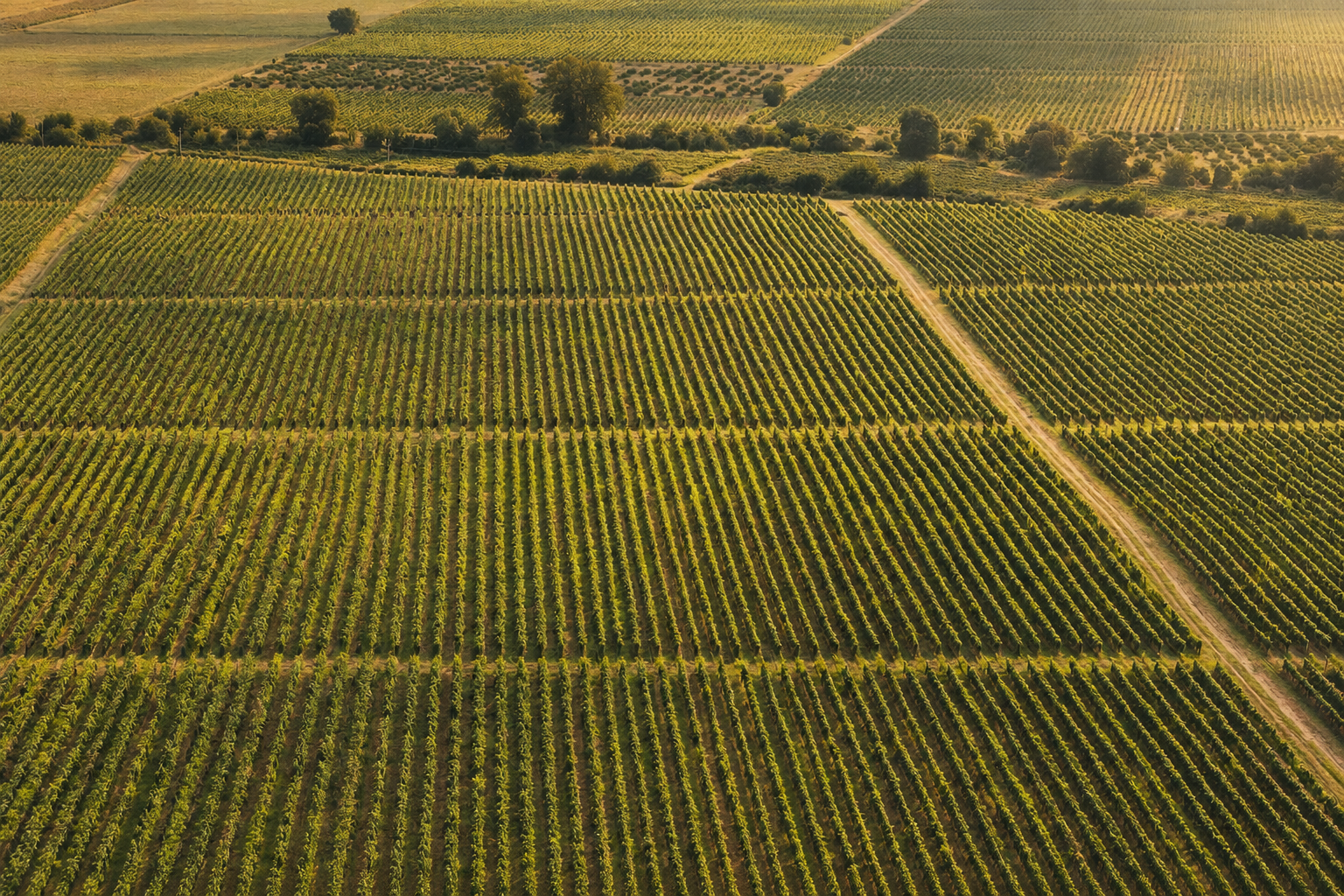 Khorkheli vineyard, Kakheti
