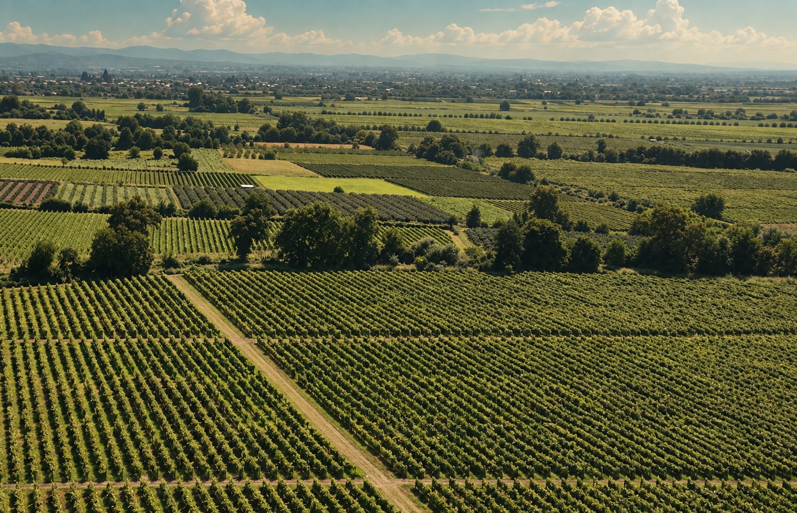 Akhalsheni vineyard, Kakheti