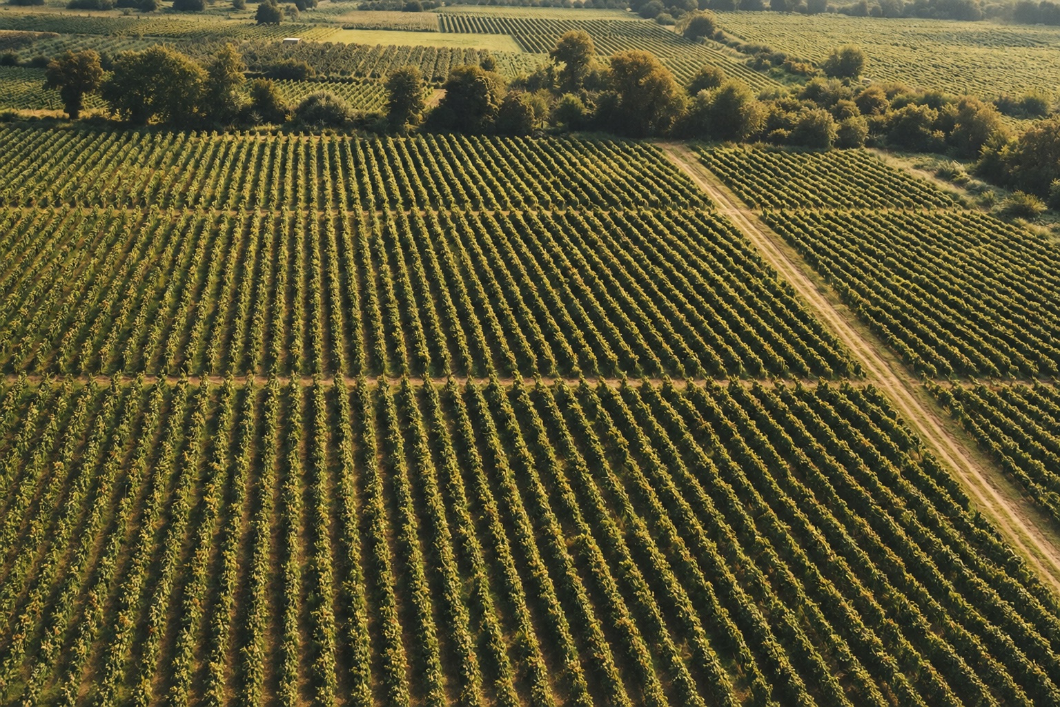 Akura vineyard, Kakheti