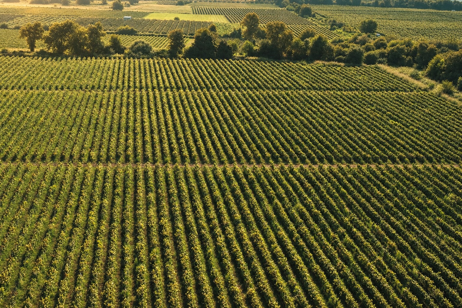 Kvareli vineyard, Kakheti