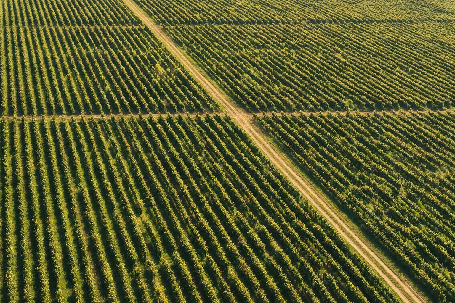 Giorgitsminda vineyard, Kakheti
