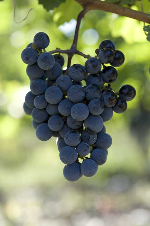 27102474da424676ac0aaf929f72575d