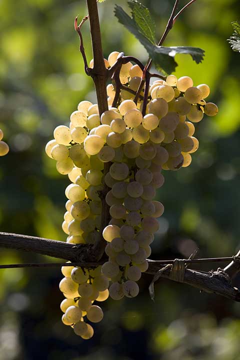 b75db4d5af4948f0985cdd96ca86a4e5