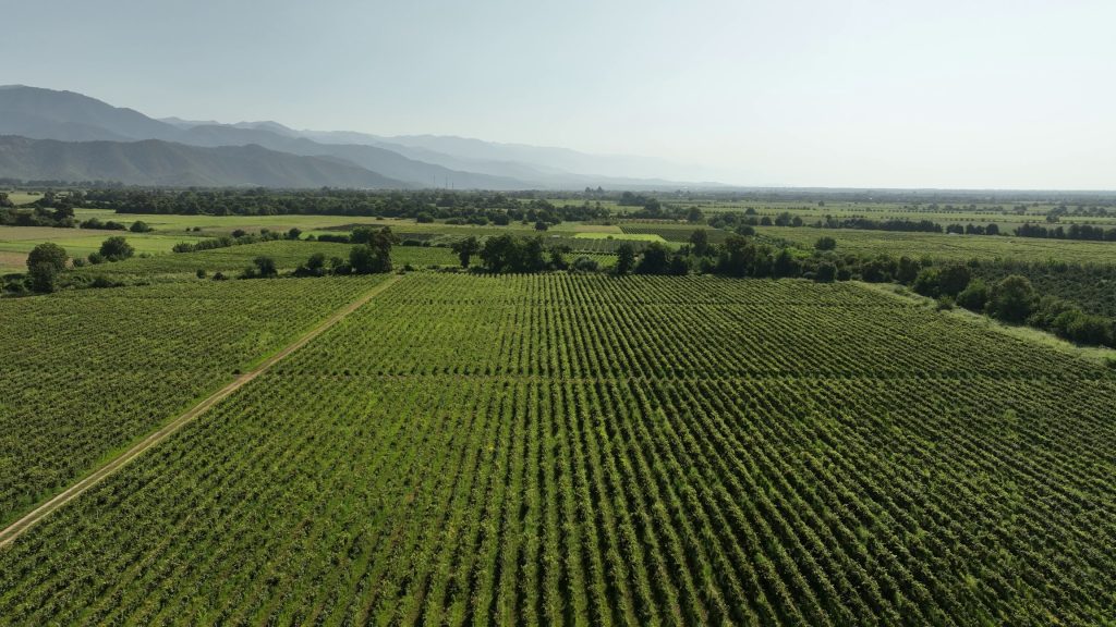 დურუჯი სხვა