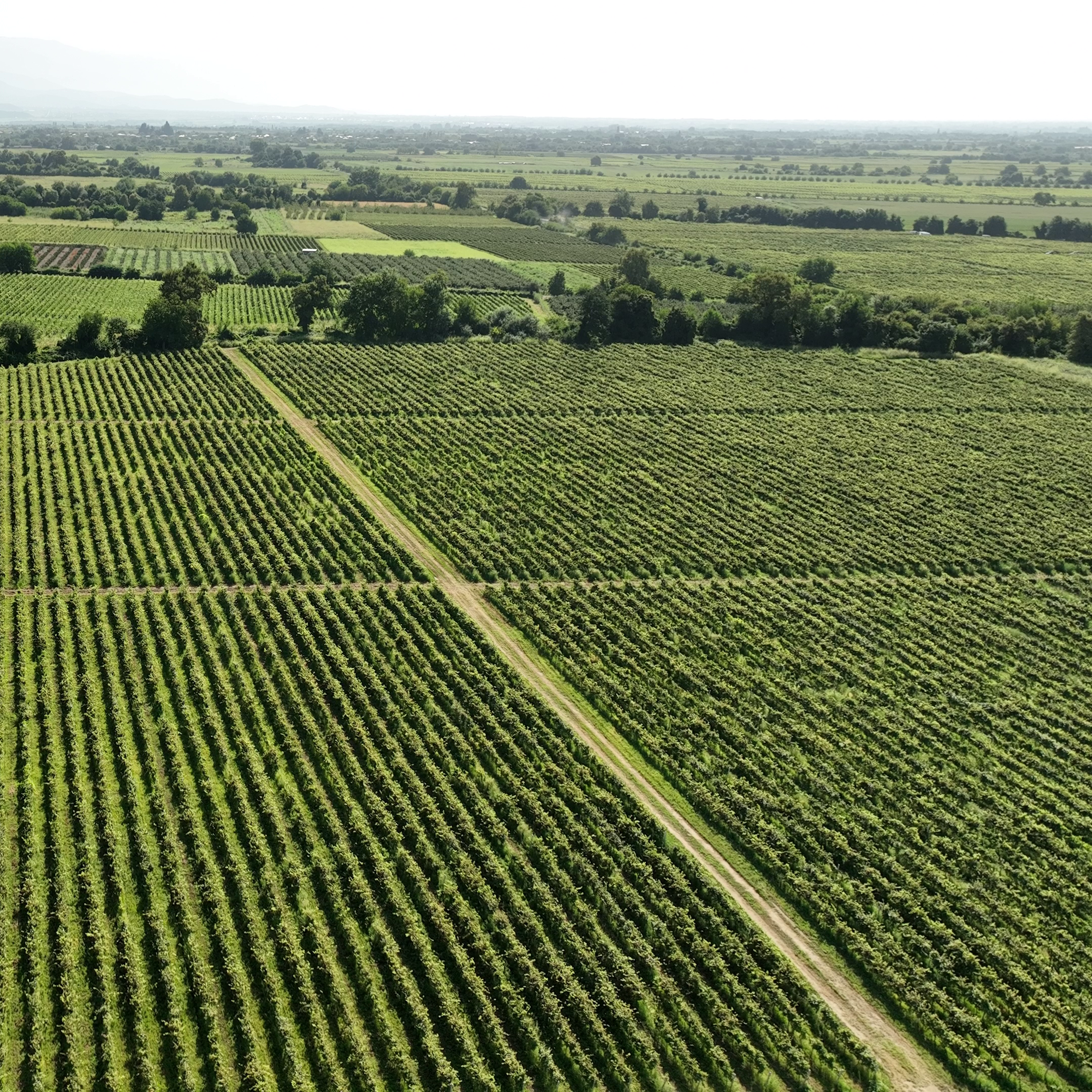 ახაშენი+