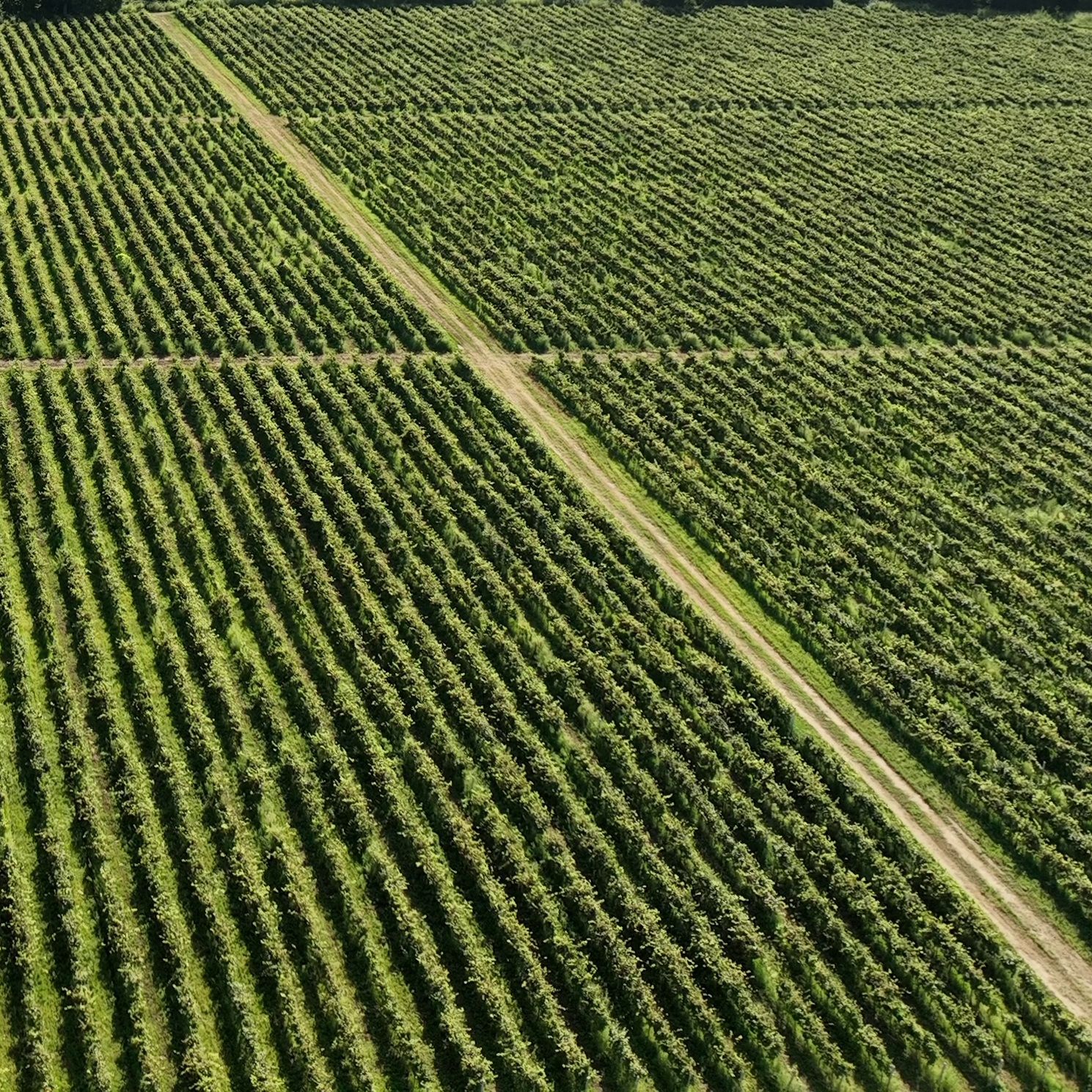 გიორგიწმინდა+