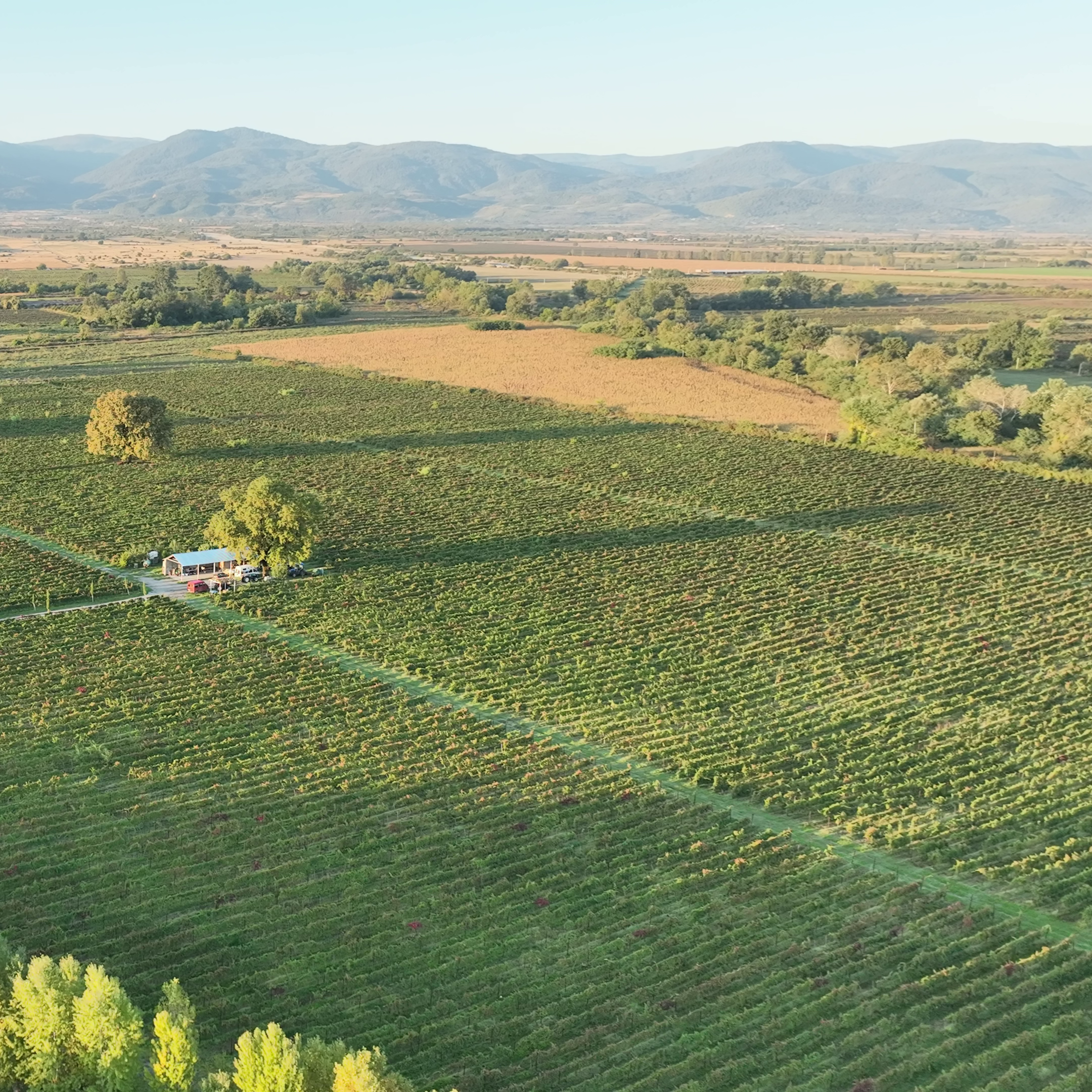 თოხლიაური+