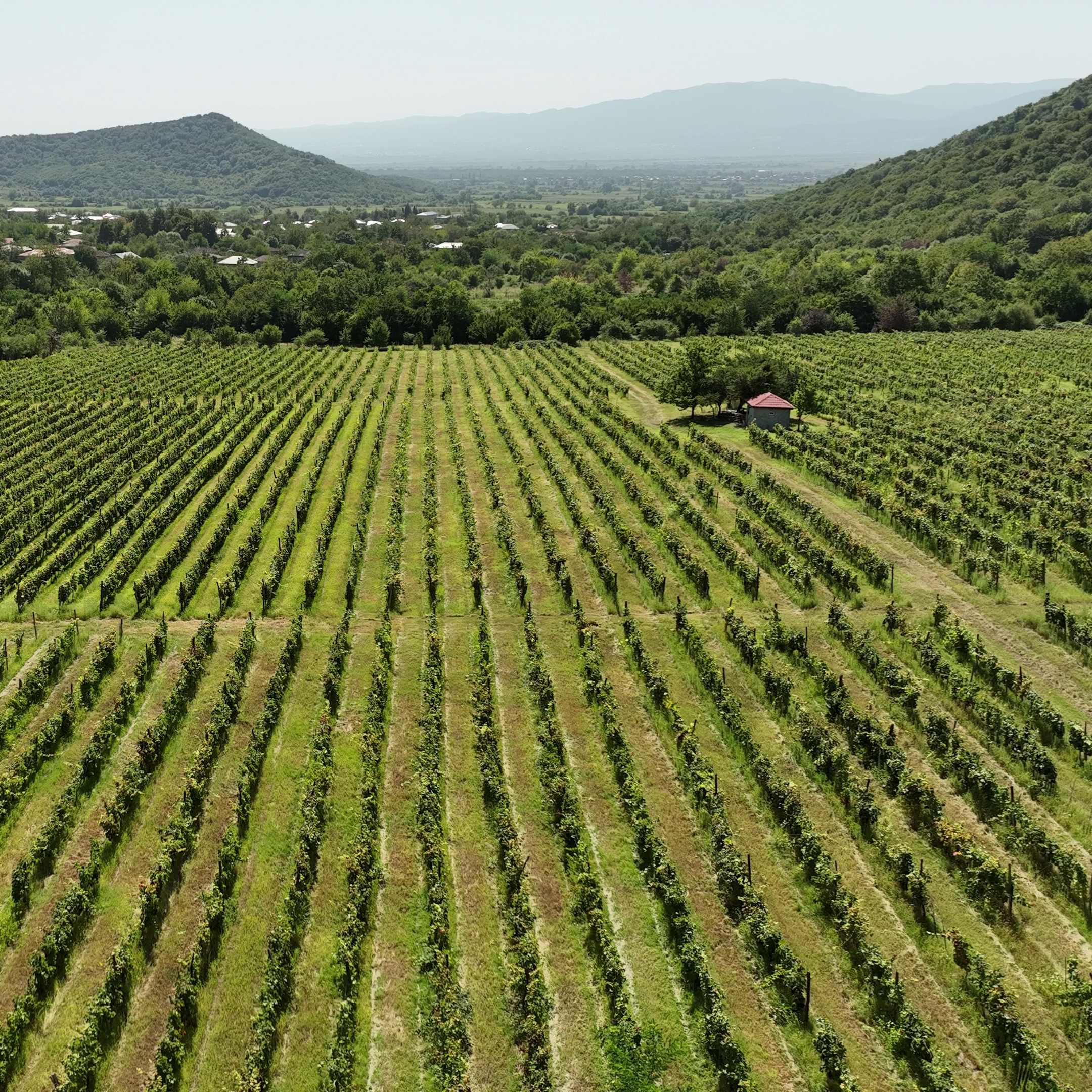 მაღრაანი+