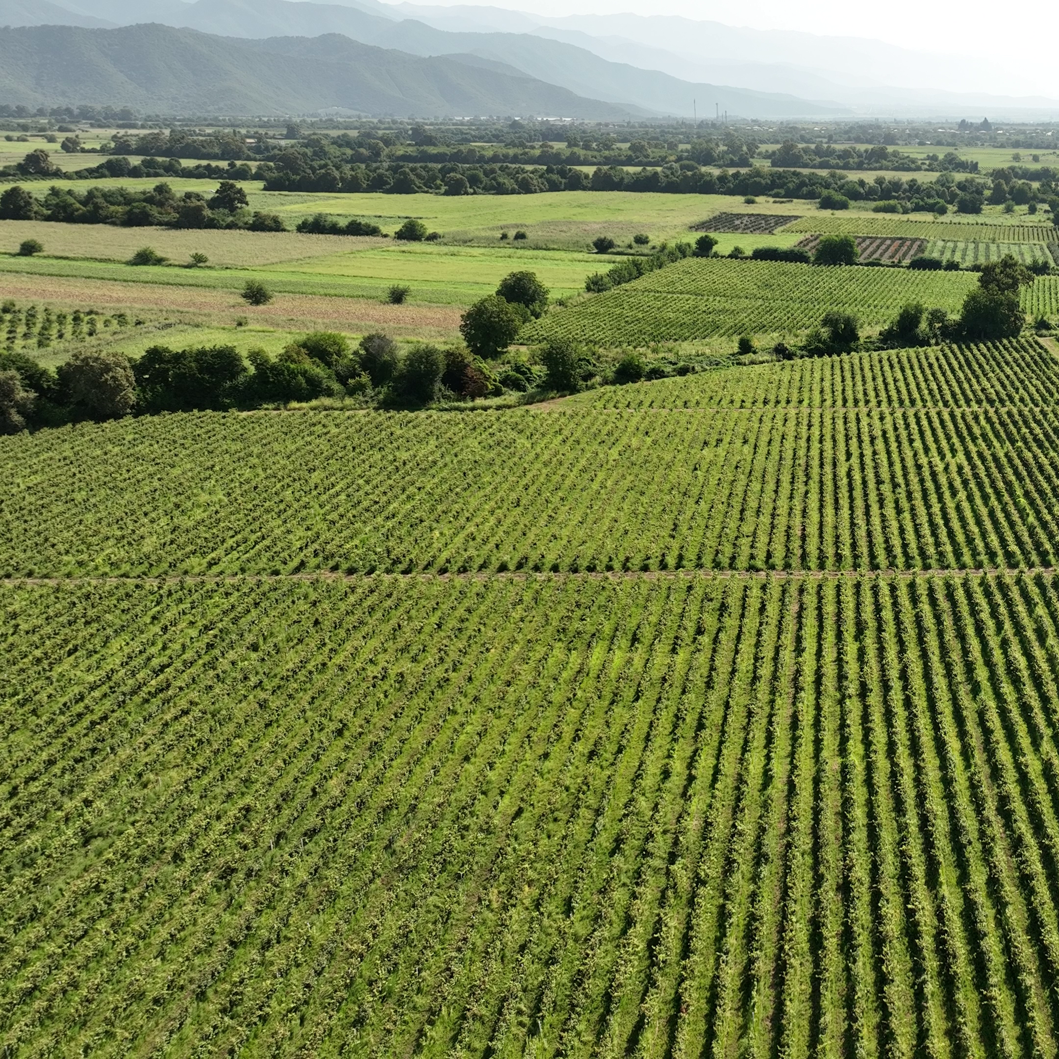 მუკუზანი+