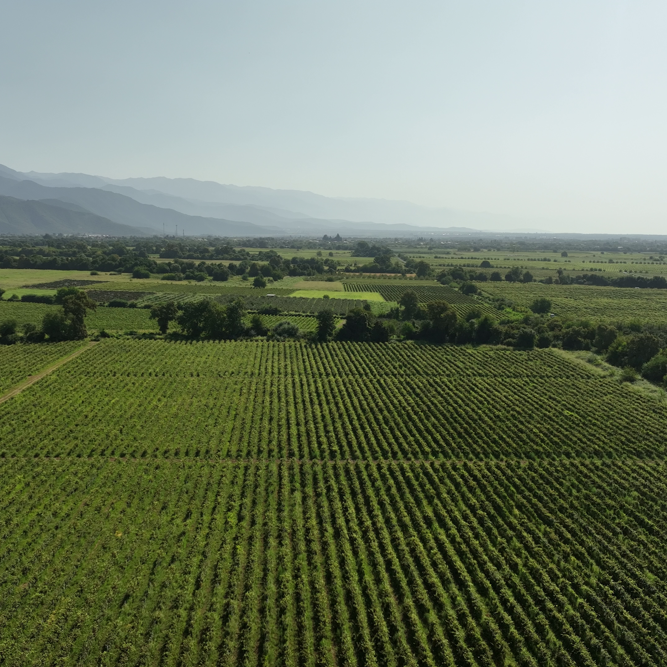 ყვარელი+