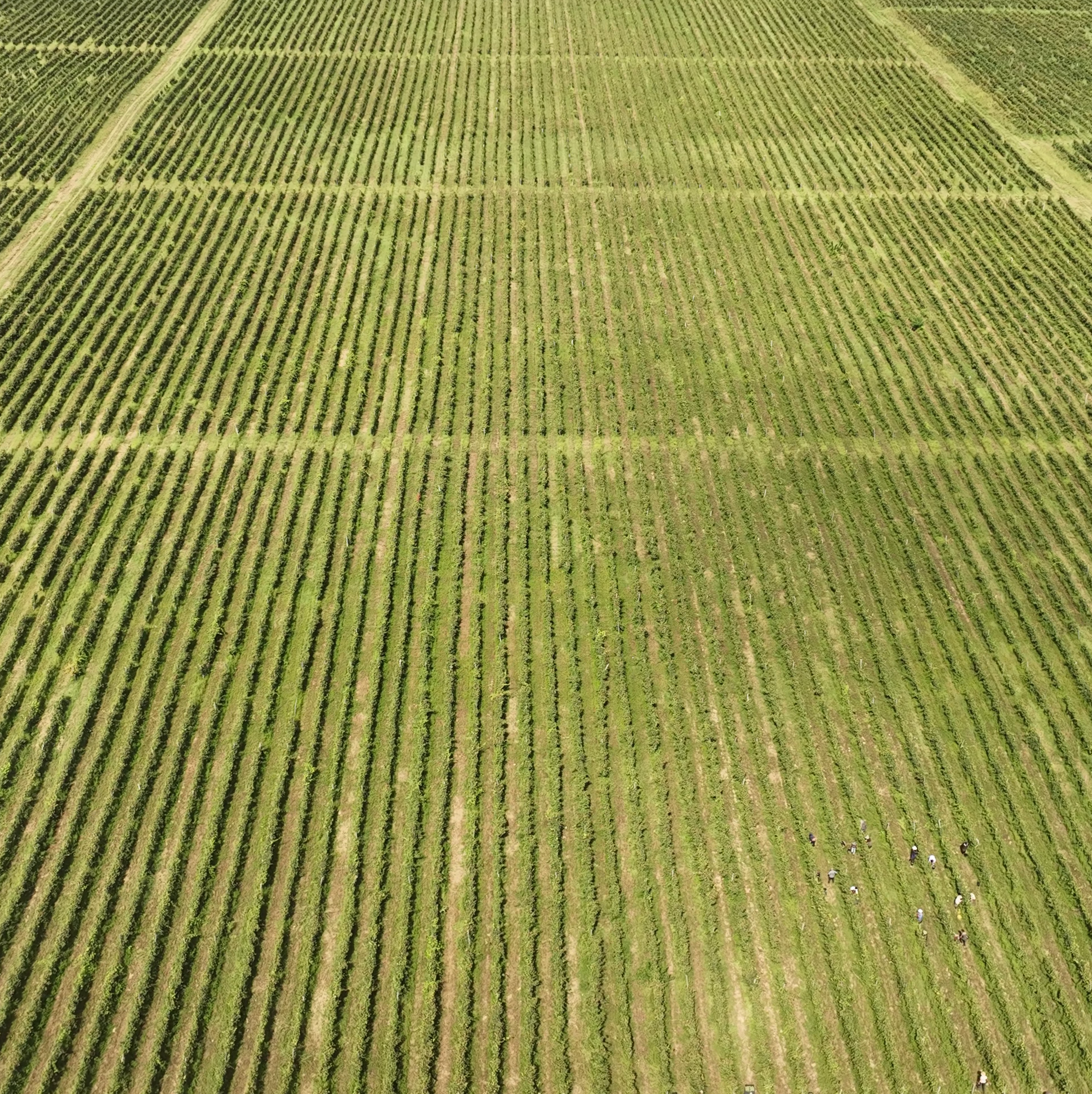 ხორხელი1